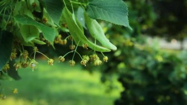 Çiçek yaprakları kapat: Varşova, Polonya