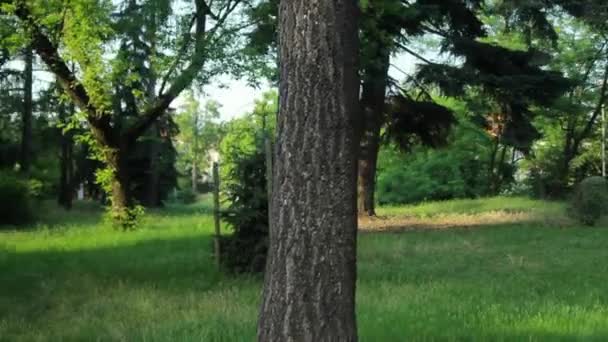 Árbol Parque Pequeño Varsovia Polonia — Vídeo de stock