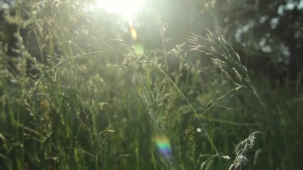 Sunshine Ljus Lysa Genom Högt Gräs Warszawa Polen — Stockvideo