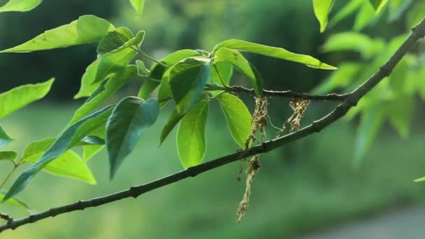 Rama Del Árbol Varsovia Polonia — Vídeo de stock