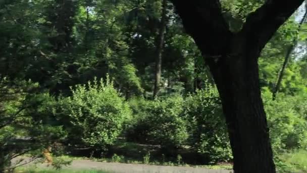 Circuler autour de l'arbre dans le pauvre parc : Varsovie, Pologne 