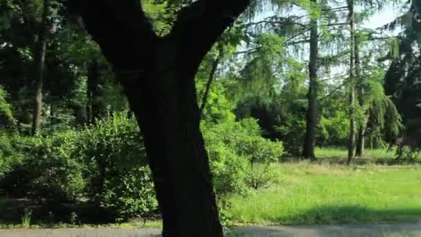 Circle autour de l'arbre : Varsovie, Pologne 