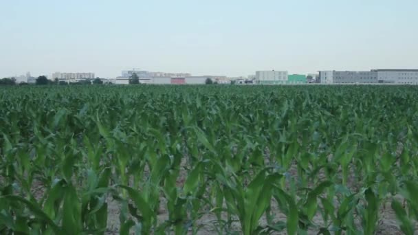 Cornfield Periferia Zona Varsavia Polonia — Video Stock