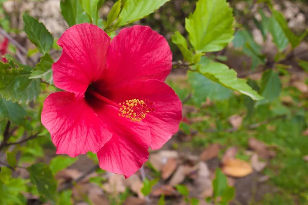 Hermosa Flor Roja Grande Rosa China Contra Fondo Hojas Verdes — Foto de Stock
