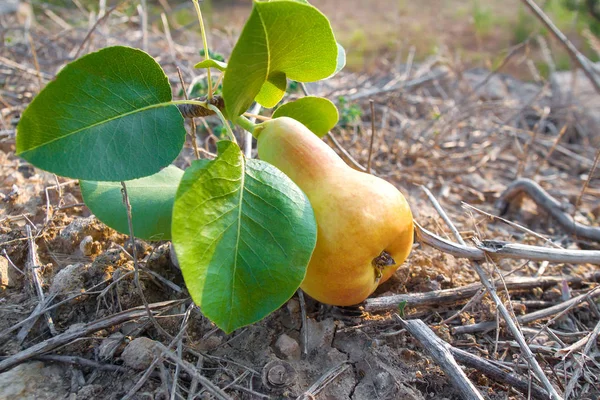 Beautiful Juicy Pear Green Leaves Background Dry Twigs Sunny Day — Stock Photo, Image