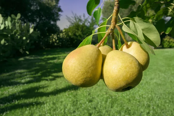 Beautiful Fresh Pears Hanging Branch Green Leaves Summer Sunny Garden — Stock Photo, Image