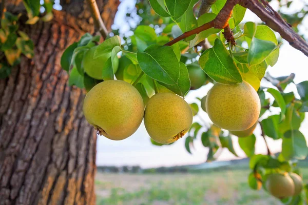 Beautiful Yellow Pears Branch Green Leaves Tree Background Green Field — Stock Photo, Image