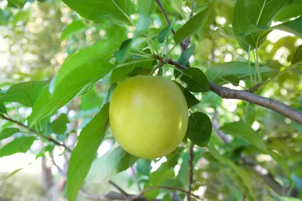 Beautiful Fresh Green Apple Branch Tree Green Leaves Italian Garden — Stock Photo, Image