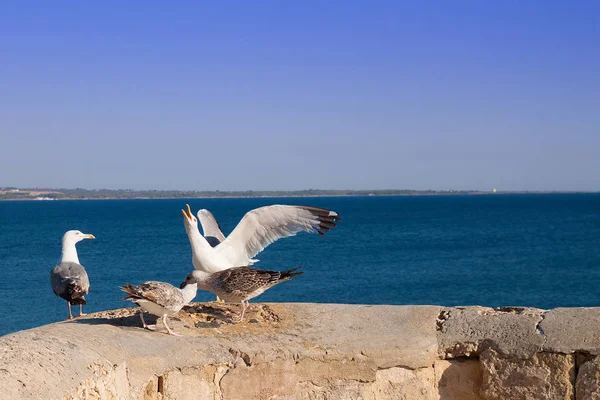 Martı yayılmış kanatlı deniz, İtalya,: Salento, Otranto arka plan üzerinde onların aç civciv beslemek