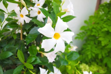 Beautiful summer flowers in Mediterranean garden. White petals with a yellow core among green foliage. Nature outdoor, close up clipart