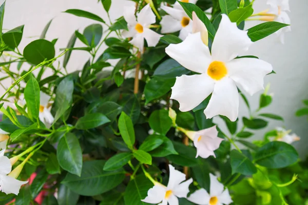 Gyönyörű Nyári Virágok Mediterrán Kertben Fehér Szirmok Sárga Mag Játszható — Stock Fotó