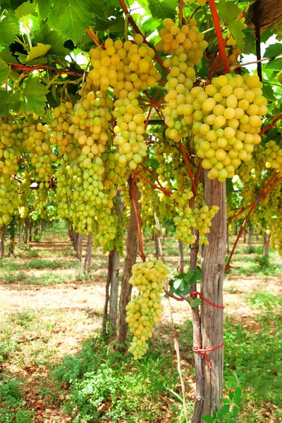 Lindas Uvas Amarelas Maduras Vinha Uma Vinha Contra Cachos Uvas — Fotografia de Stock