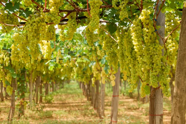 Bella Uva Gialla Matura Sulla Vite Vigneto Contro Grappoli Uva — Foto Stock