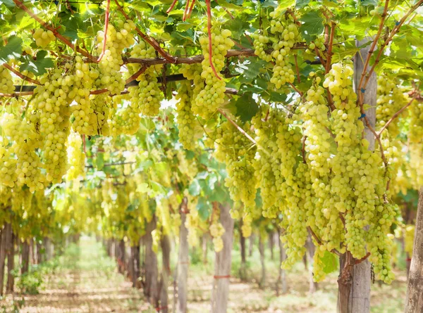 Lindas Uvas Amarelas Maduras Vinha Uma Vinha Contra Cachos Uvas — Fotografia de Stock