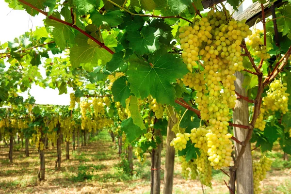 Beautiful White Ripe Grapes Vine Vineyard Bunches Grapes Green Leaves — Stock Photo, Image