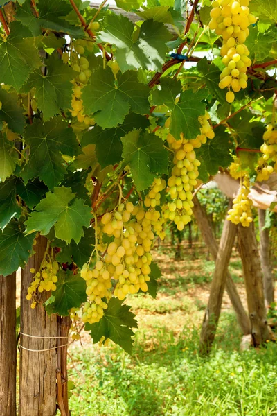 Beautiful White Ripe Grapes Vine Vineyard Bunches Grapes Green Leaves — Stock Photo, Image