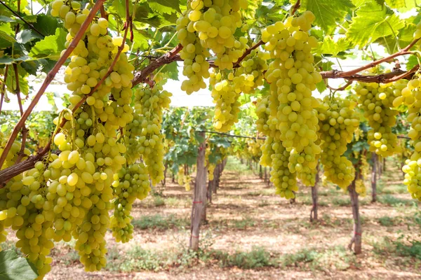 Bunches Fresh White Grapes Branch Green Leaves Vineyard Italy Autumn — Stock Photo, Image