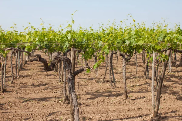 Vineyard Young Bright Green Leaves Grapes Field Southern Italy Apulia — Stock Photo, Image