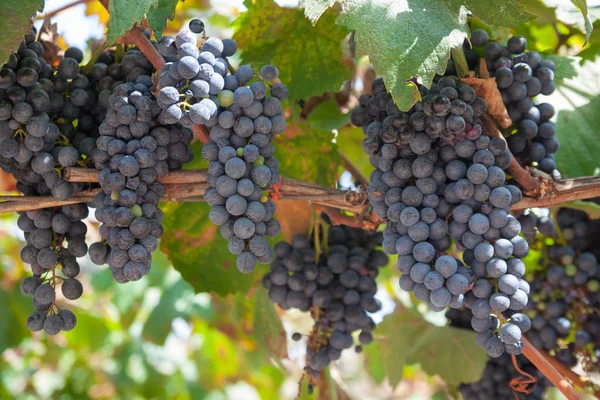 Muitos Cachos Uvas Azuis Frescas Vinha Colheita Outono Uvas Vinho — Fotografia de Stock
