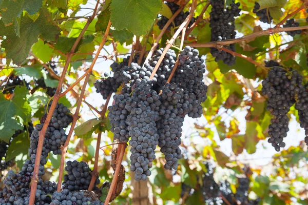 Viele Trauben Frischer Blauer Trauben Weinberg Herbstlese Der Rotweintrauben Italienischen — Stockfoto