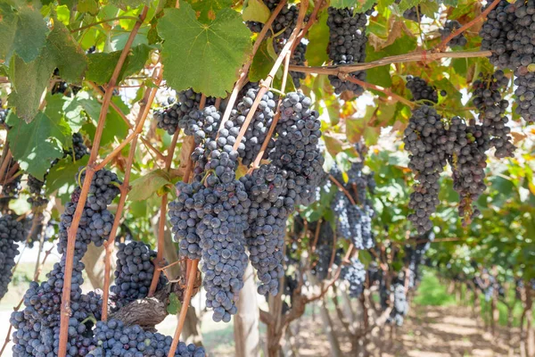 Lot Clusters Fresh Blue Grapes Vineyard Autumn Harvest Red Wine — Stock Photo, Image
