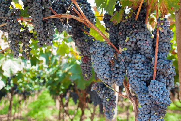 Raisins Bleus Mûrs Pour Vin Sur Une Vigne Aux Feuilles — Photo