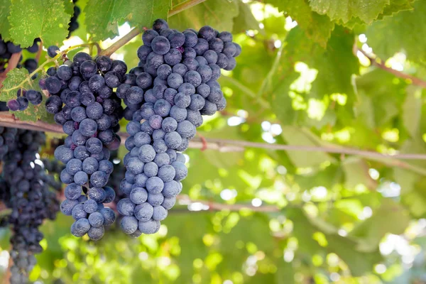 Uvas Escuras Maduras Para Vinho Uma Videira Com Folhagem Verde — Fotografia de Stock