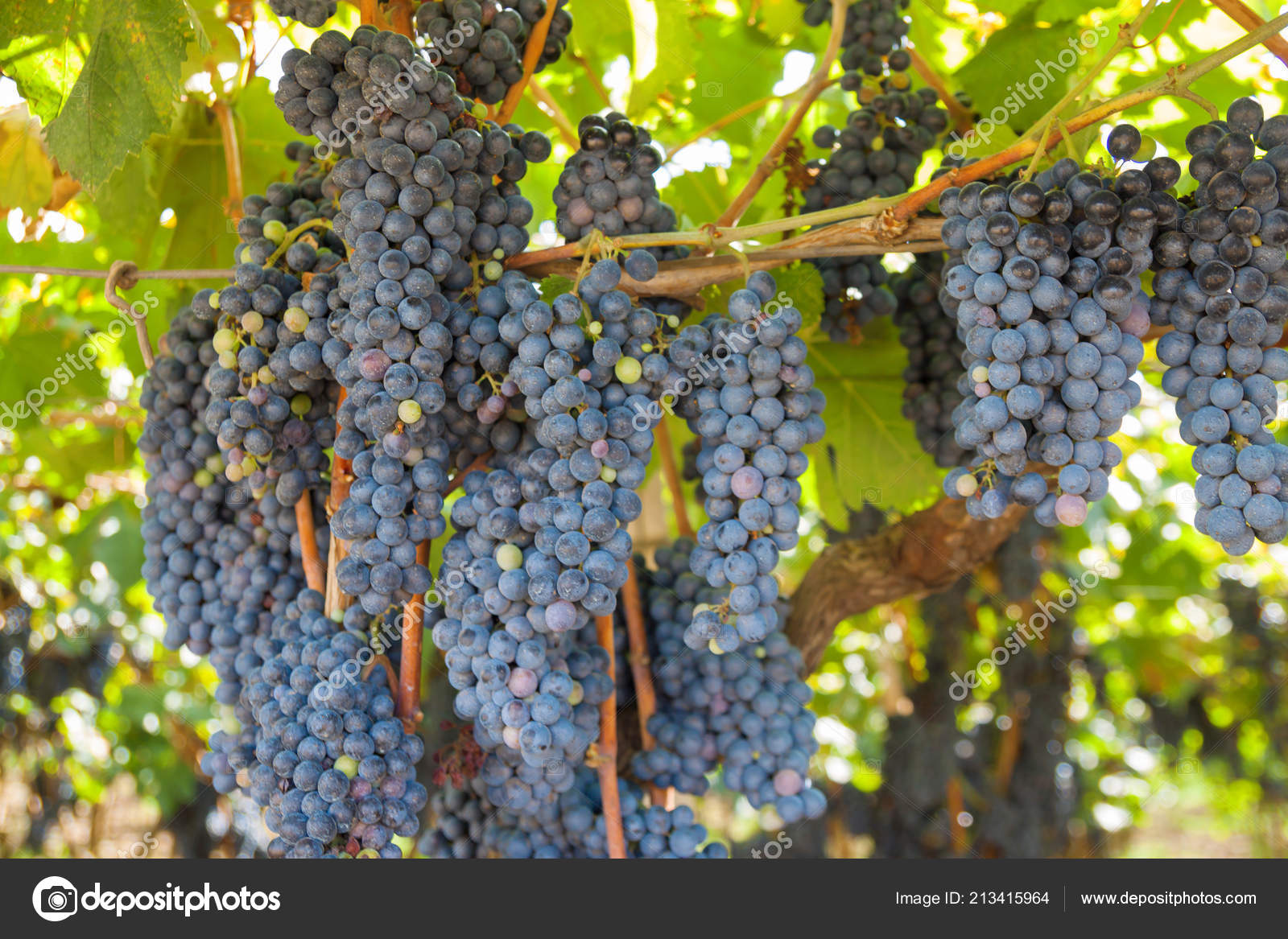 Ripe Grapes Red Wine Vine Green Leaves Italian Garden Autumn ⬇ Stock