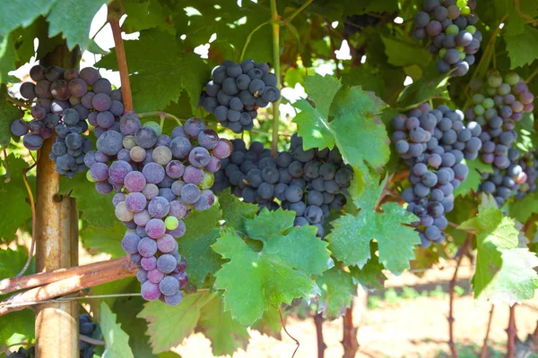 Reife Trauben Für Rotwein Einer Rebe Mit Grünen Blättern Einem — Stockfoto