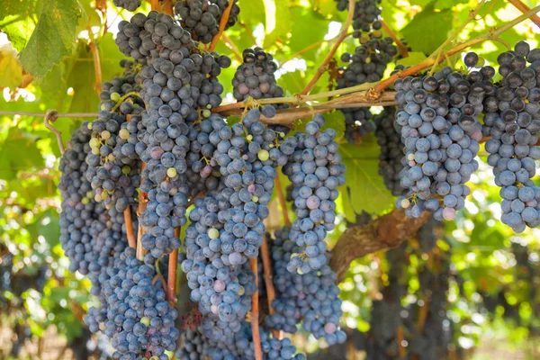 Uvas Maduras Para Vinho Tinto Uma Vinha Com Folhas Verdes — Fotografia de Stock