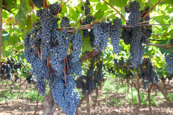 Reife Trauben Für Rotwein Einer Rebe Mit Grünen Blättern Einem — Stockfoto