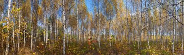 Güzel panoramik orman görüntülemek yaprak döken ağaçların beyaz, sarı, kırmızı ve yeşil yaprakları ile renkli otların arasında mavi gökyüzü, Rusya ile sonbahar güneşli gün