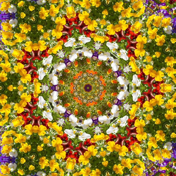 Vackra Färgglada Blommor Sommardag Blommig Bakgrund Från Viola Tricolor Med — Stockfoto