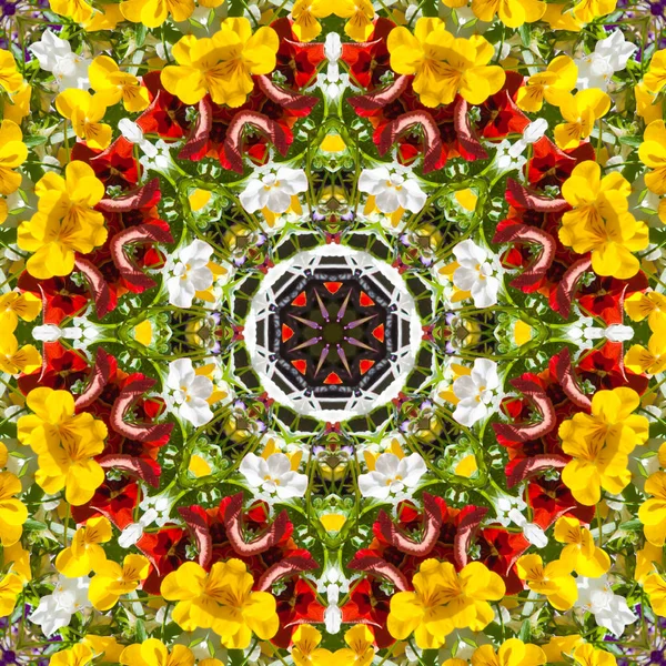 Belles Fleurs Colorées Dans Journée Été Fond Floral Alto Tricolore — Photo