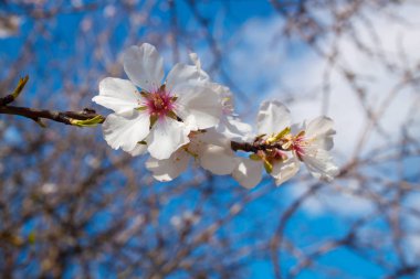 Sarı stamens ve Bahar, İtalya mavi gökyüzü karşı badem ağacı üzerinde mor havaneli ile güzel beyaz çiçekler. Arka plan üzerinde yumuşak odak