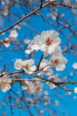 Güzel bahar bakış beyaz bulutlar, İtalya ile mavi gökyüzü karşı badem ağacı beyaz çiçek. Metin, bokeh arka plan için boş alan