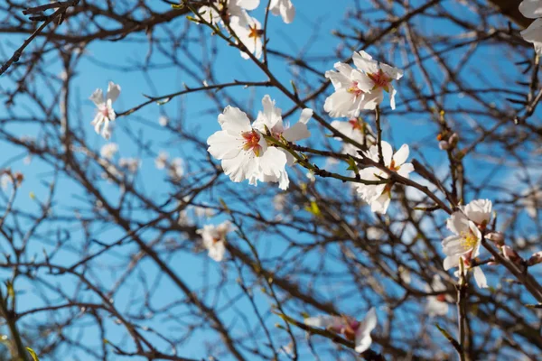 Sarı stamens ve Bahar, İtalya mavi gökyüzü karşı badem ağacı üzerinde mor havaneli ile güzel beyaz çiçekler