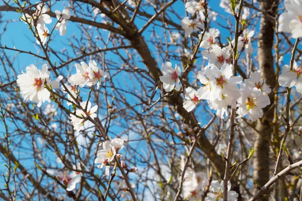 Vackra Vita Blommor Med Gula Ståndare Och Lila Stöt Mandelträd — Stockfoto