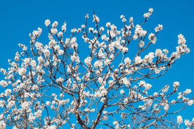 Beyaz çiçekler bahar arka plan