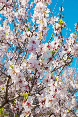 Beyaz çiçekler bahar arka plan