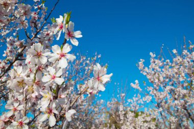 Beyaz çiçekler bahar arka plan