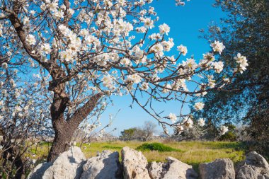 Bahar beyaz çiçeklerle badem ağacı 
