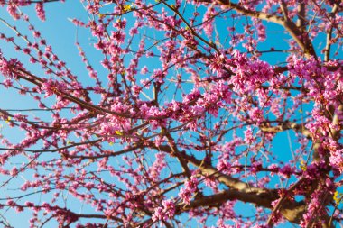 Mor ağaç (cercis canadensis) çiçeği, yakın çekim