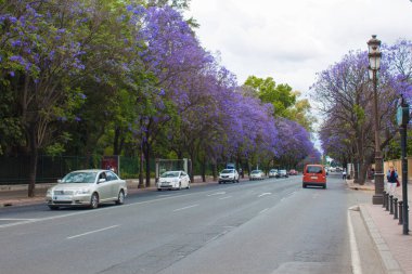 Yol boyunca Jacaranda çiçek açan ağaçlar 