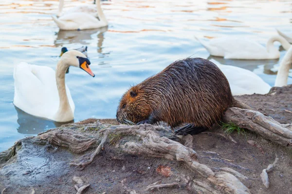 Coypu and swan in wild nature — Stock Photo, Image