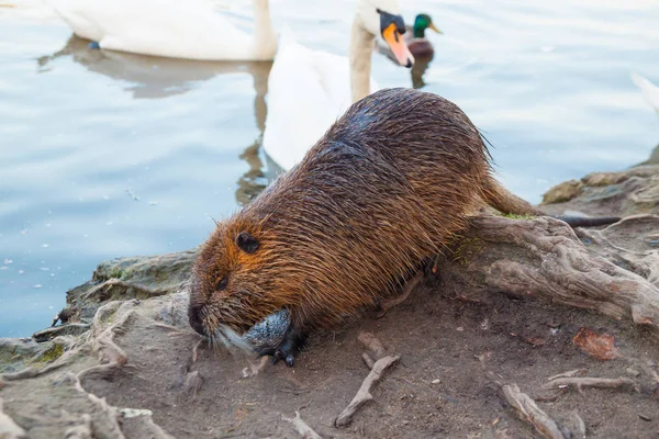 vahşi doğada coypu ve kuğu