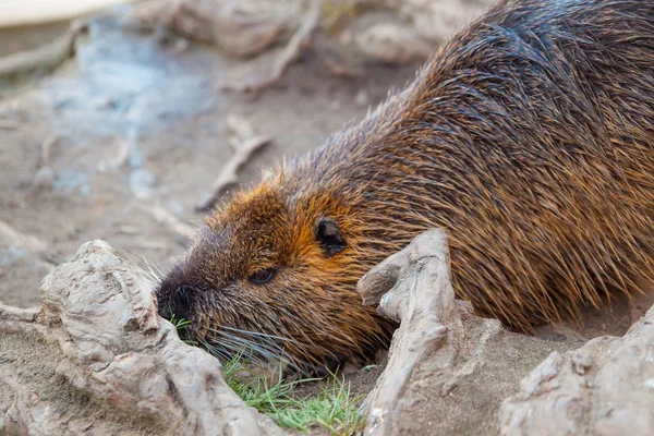vahşi doğada coypu