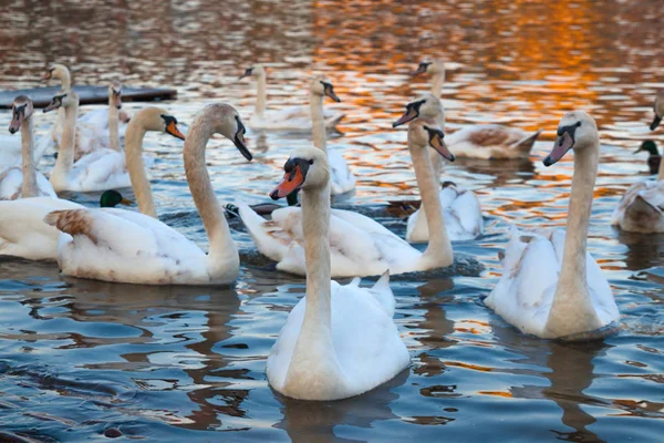 White swans at sunset — Stock Photo, Image