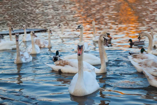 White swans at sunset — Stock Photo, Image
