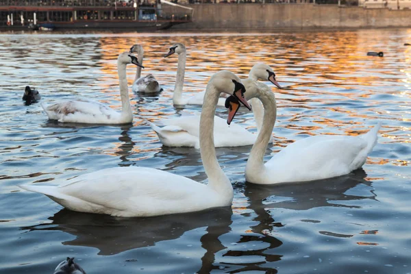 Couple of white swans at sunset — Stock Photo, Image